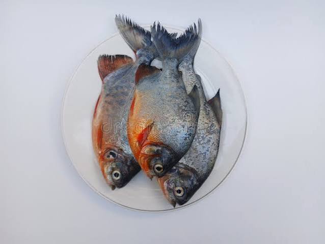 Pomfret Fish