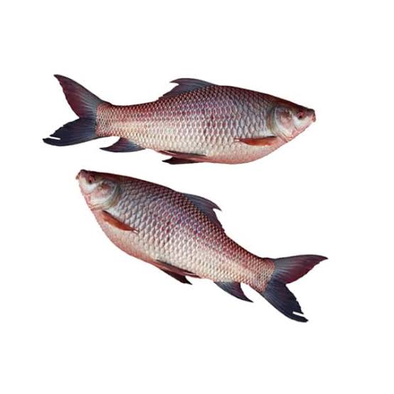 Rohu Fish